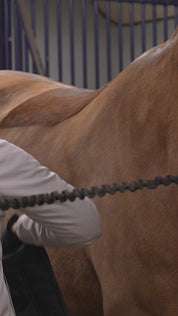 Horse Training Bands with Saddle Pad – Complete Set in Orange